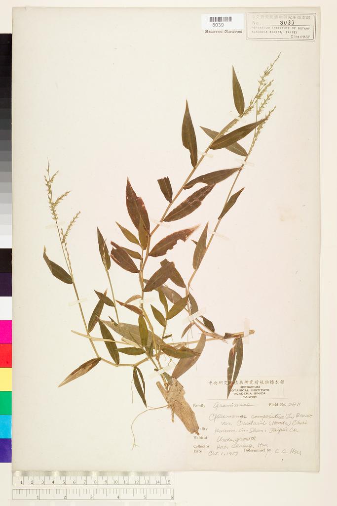 <Unit #72541 Kao, Muh-Tsuen | 高木村 | 2811:: | Oplismenus compositus (L.) P. Beauv. var. owatarii (Honda) Ohwi>