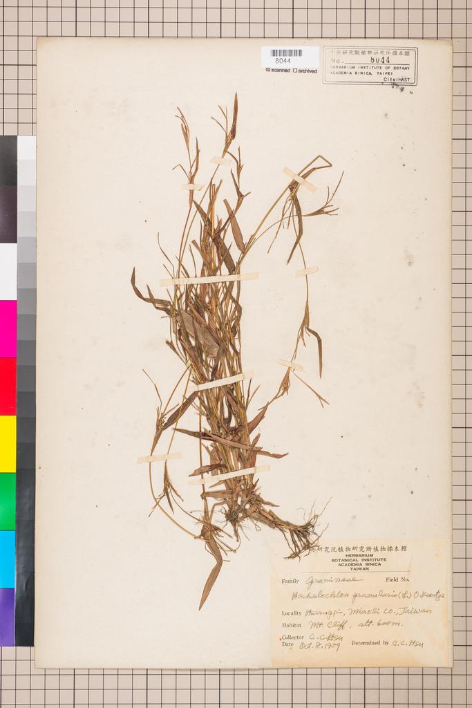 <Unit #134506 Hsu, Chien-Chang | 許建昌 | :: | Hackelochloa granularis (L.) Kuntze>