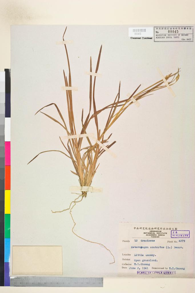<Unit #134505 Chuang, T. I. | 莊燦暘 | 4279:: | Heteropogon contortus (L.) P. Beauv. ex Roem. & Schult.>