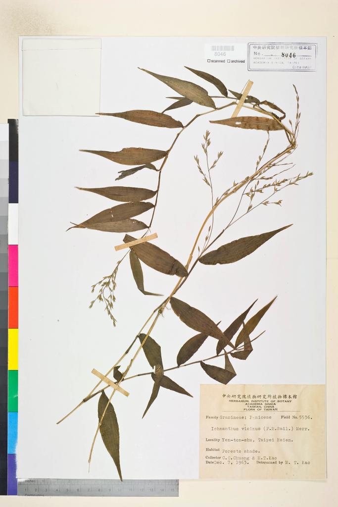 <Unit #134488 Chuang, C. C. |  | 5536:: | Ichnanthus vicinus (F. M. Bailey) Merr.>