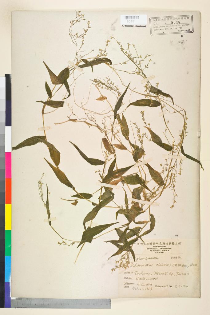 <Unit #134498 Hsu, Chien-Chang | 許建昌 | :: | Ichnanthus vicinus (F. M. Bailey) Merr.>