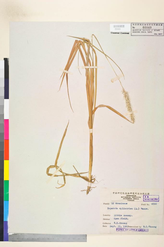 <Unit #134499 Chuang, T. I. | 莊燦暘 | 4500:: | Imperata cylindrica (L.) P. Beauv.>