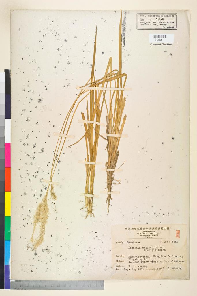 <Unit #134500 Chuang, T. I. | 莊燦暘 | 1140:: | Imperata cylindrica (L.) P. Beauv. var. koenigii (Retz.) Benth. ex Pilg.>