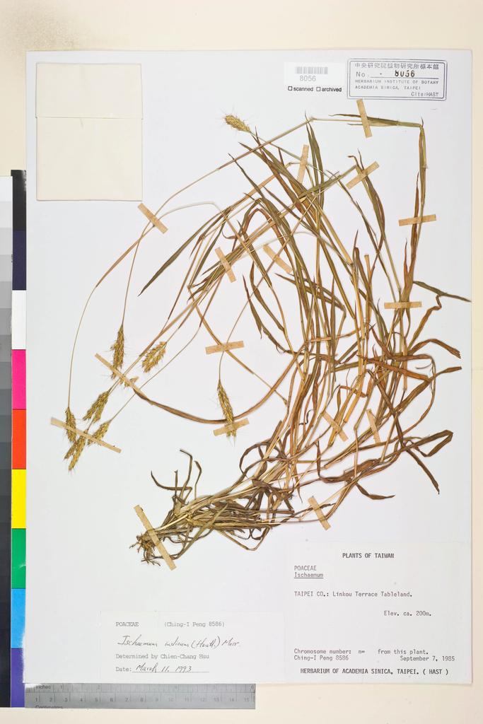 <Unit #20759 Peng, Ching-I | 彭鏡毅 | 8586:: | Ischaemum indicum (Houtt.) Merr.>