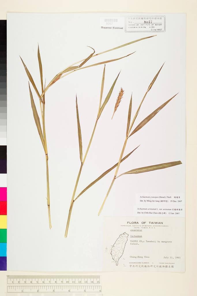 <Unit #74645 Chou, Chang-Hung | 周昌弘 | s.n.:: | Ischaemum crassipes (Steud.) Thell.>