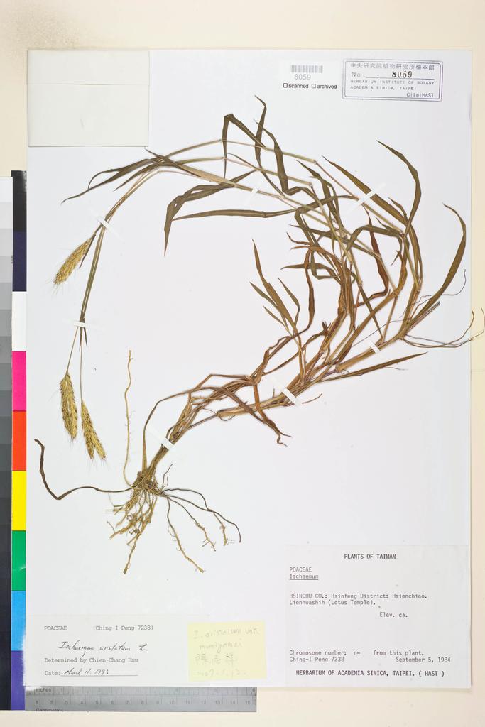 <Unit #17893 Peng, Ching-I | 彭鏡毅 | 7238:: | Ischaemum aristatum L. var. momiyamai (Honda) C. C. Hsu>