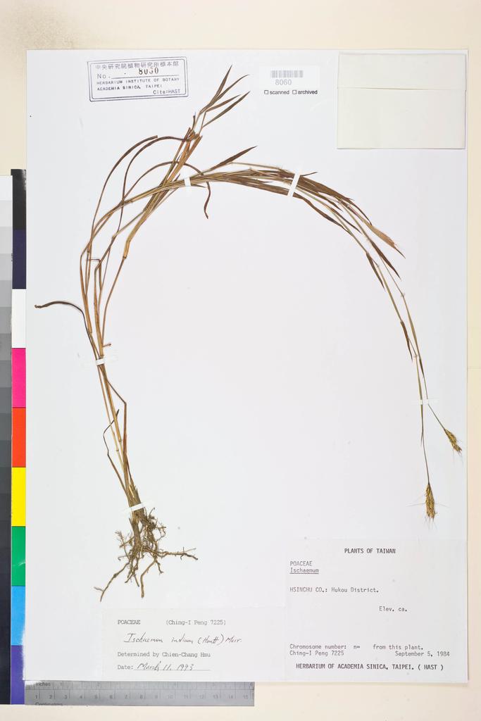 <Unit #21366 Peng, Ching-I | 彭鏡毅 | 7225:: | Ischaemum indicum (Houtt.) Merr.>