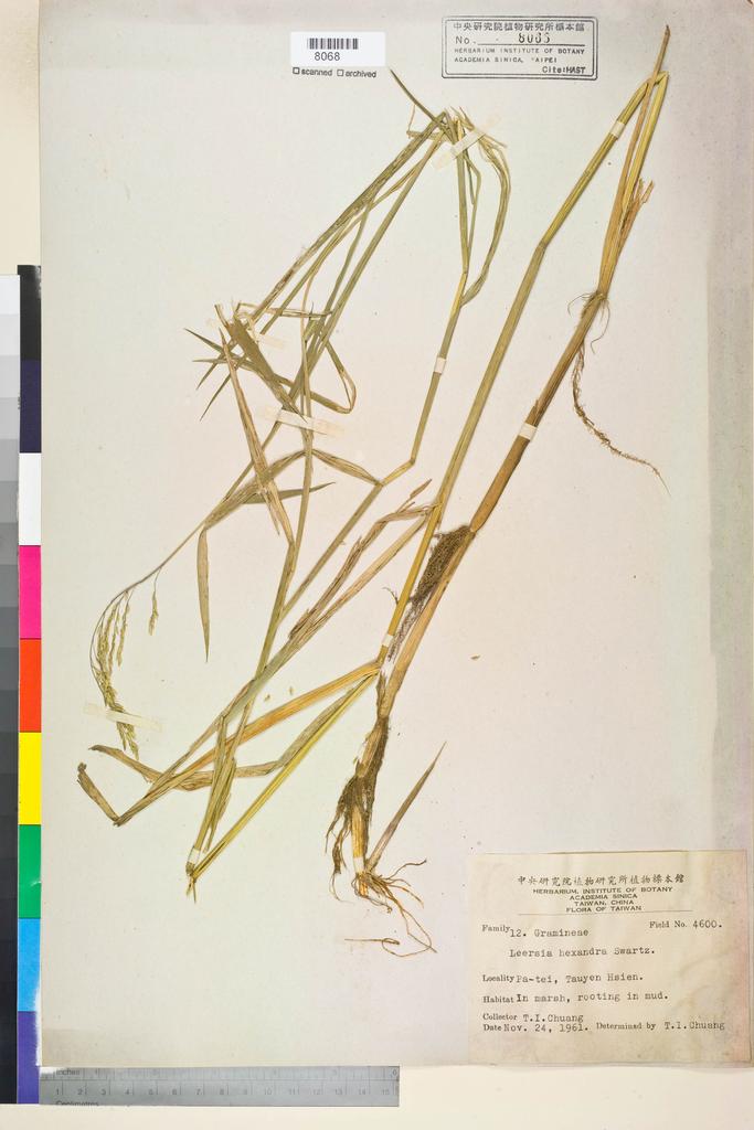 <Unit #134560 Chuang, T. I. | 莊燦暘 | 4600:: | Leersia hexandra Sw.>