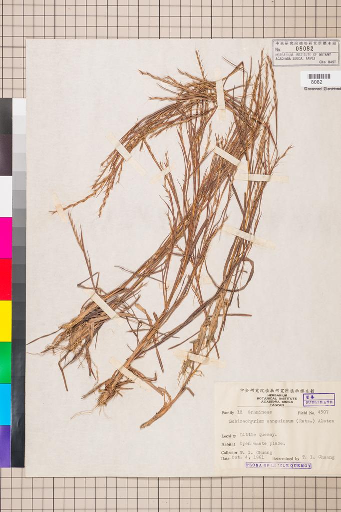 <Unit #72711 Chuang, T. I. | 莊燦暘 | 4507:: | Schizachyrium>