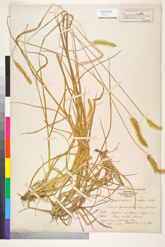 <Unit #72725 Kao, Muh-Tsuen | 高木村 | 2816:: | Setaria glauca (L.) P. Beauv.>