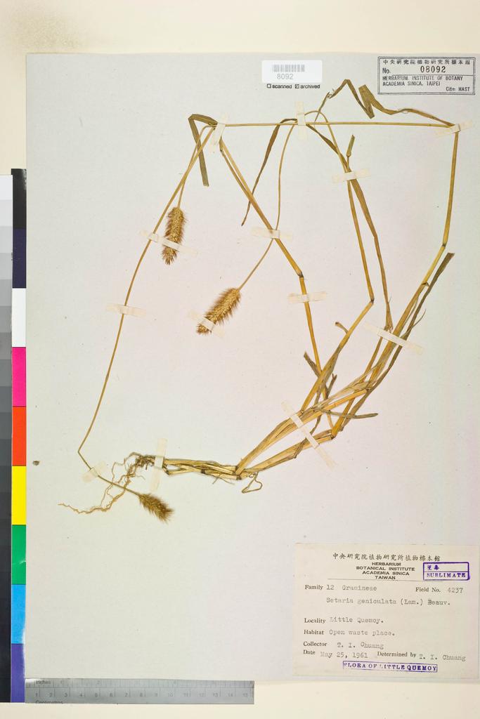 <Unit #72727 Chuang, T. I. | 莊燦暘 | 4237:: | Setaria glauca (L.) P. Beauv.>