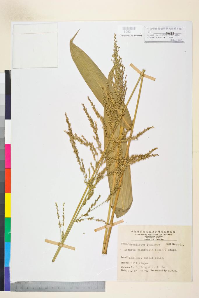 <Unit #72729 Fang, J. S. |  | 5467:: | Setaria palmifolia (J. König.) Stapf>