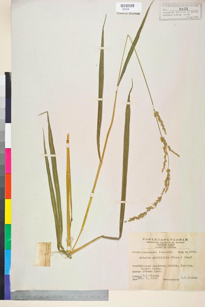 <Unit #72734 Chuang, T. I. | 莊燦暘 | 4658:: | Setaria palmifolia (J. König.) Stapf>
