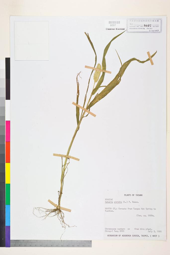 <Unit #14855 Peng, Ching-I | 彭鏡毅 | 8050:: | Setaria viridis (L.) P. Beauv.>