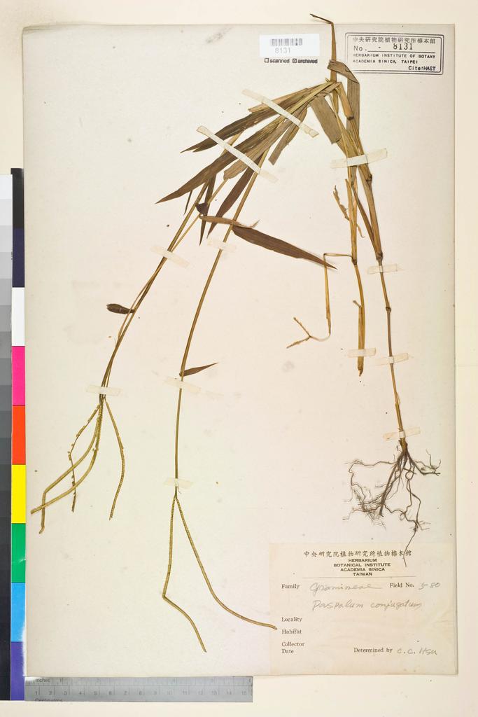 <Unit #72631 Hsu, Chien-Chang | 許建昌 | 580:: | Paspalum conjugatum Bergius>