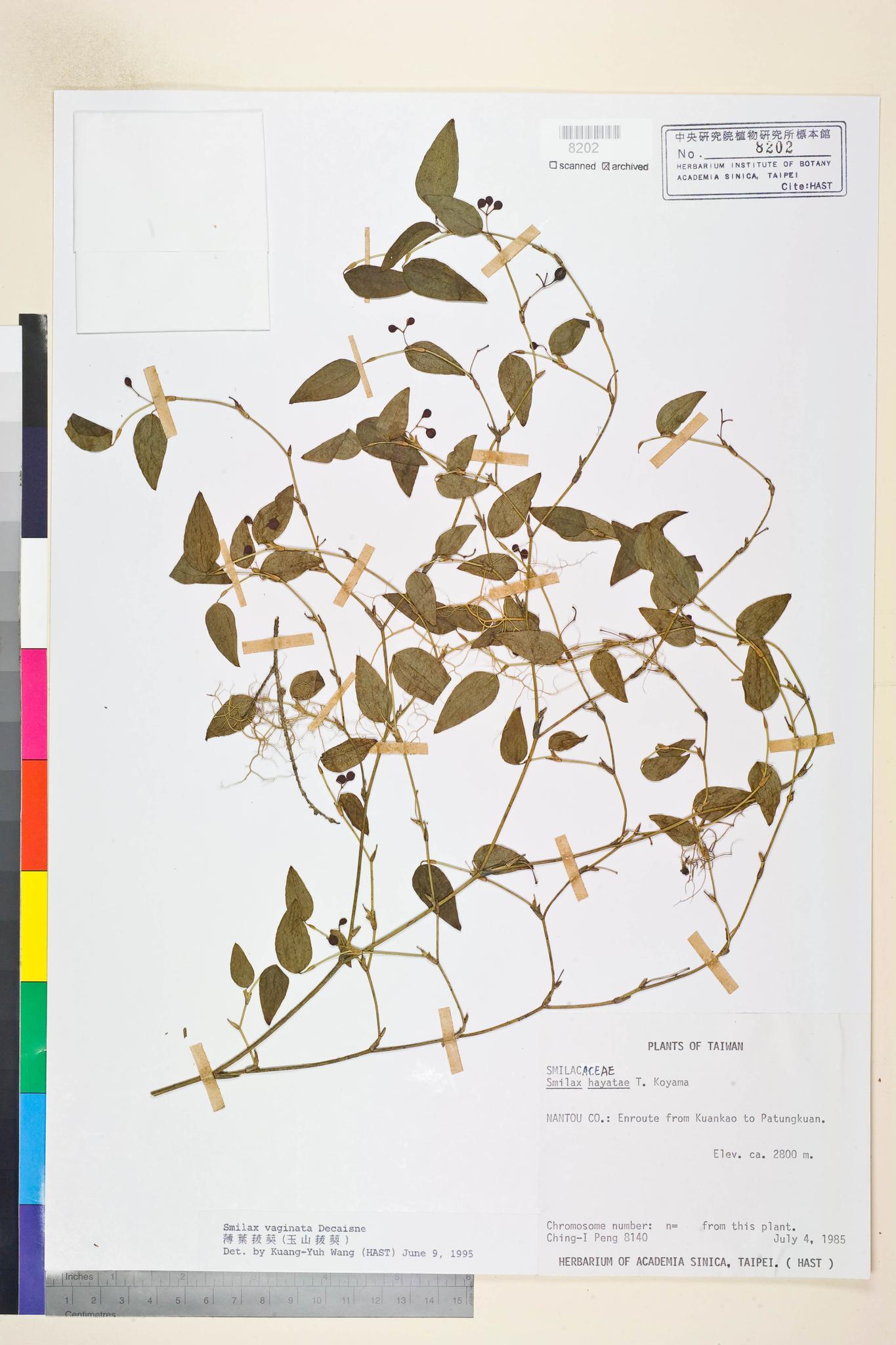 Sample image for viewer