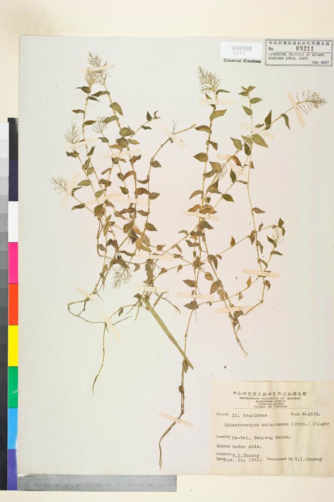 <Unit #72756 Chuang, T. I. | 莊燦暘 | 4578:: | Sphaerocaryum malaccense (Trin.) Pilg.>