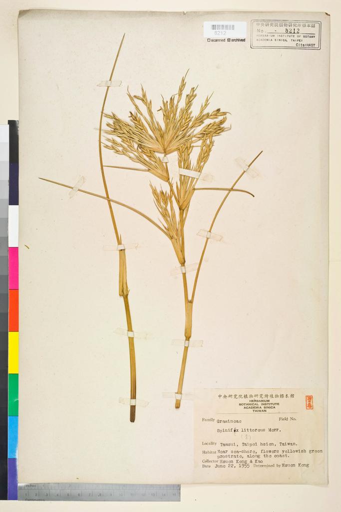 <Unit #72761 Keng, Hsuen | 耿煊 | s. n.:: | Spinifex littoreus (Burm. f.) Merr.>