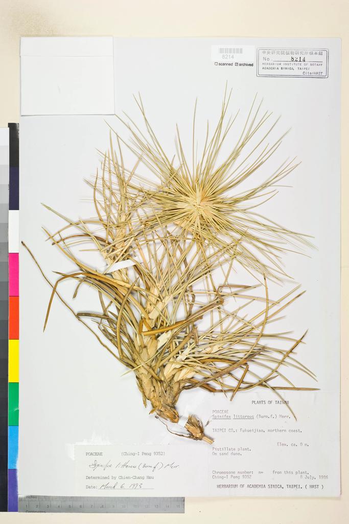 <Unit #21603 Peng, Ching-I | 彭鏡毅 | 9352:: | Spinifex littoreus (Burm. f.) Merr.>