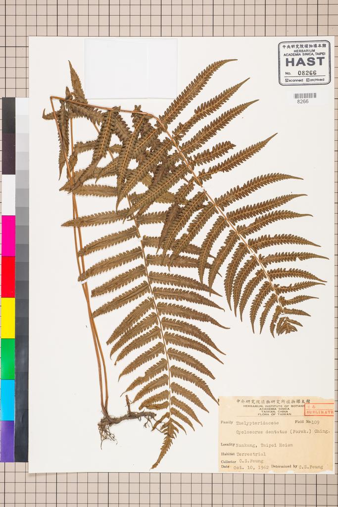 <Unit #83771 Feung, C. S. | 馮朝勳 | 109:: | Cyclosorus dentatus (Forssk.) Ching>