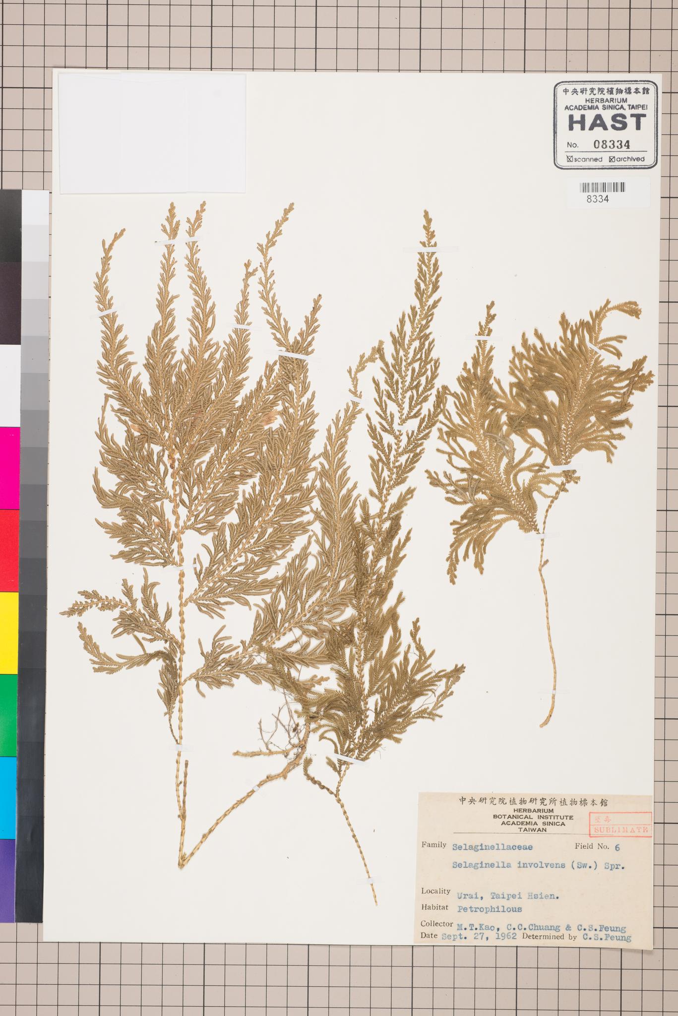 Sample image for viewer