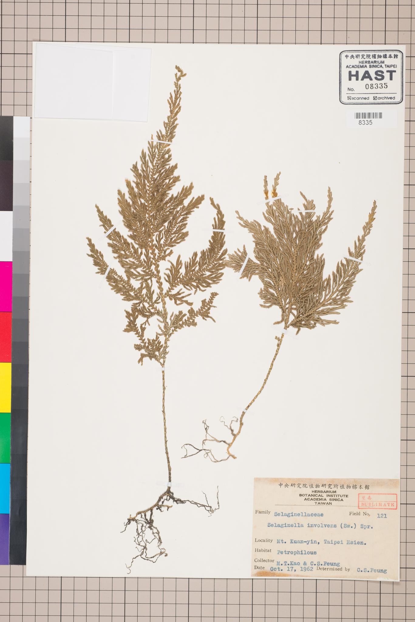 Sample image for viewer