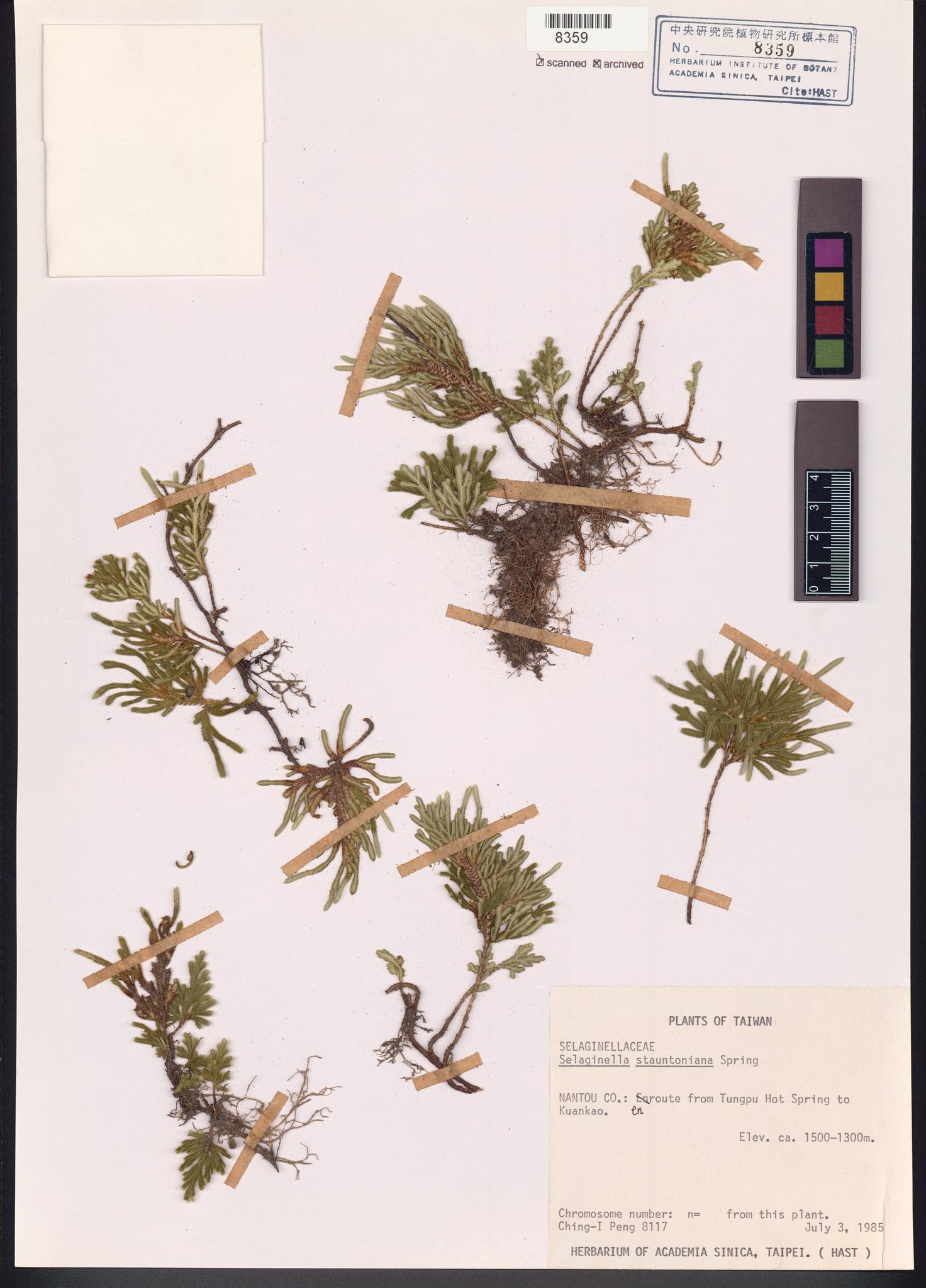 Sample image for viewer