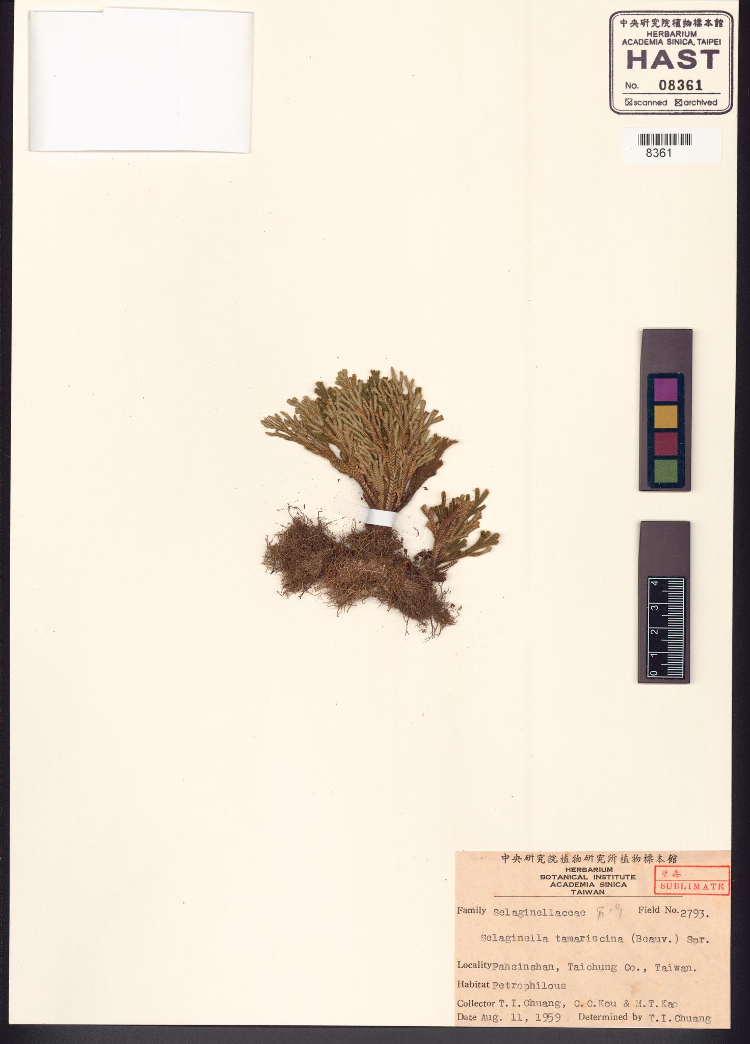 Sample image for viewer