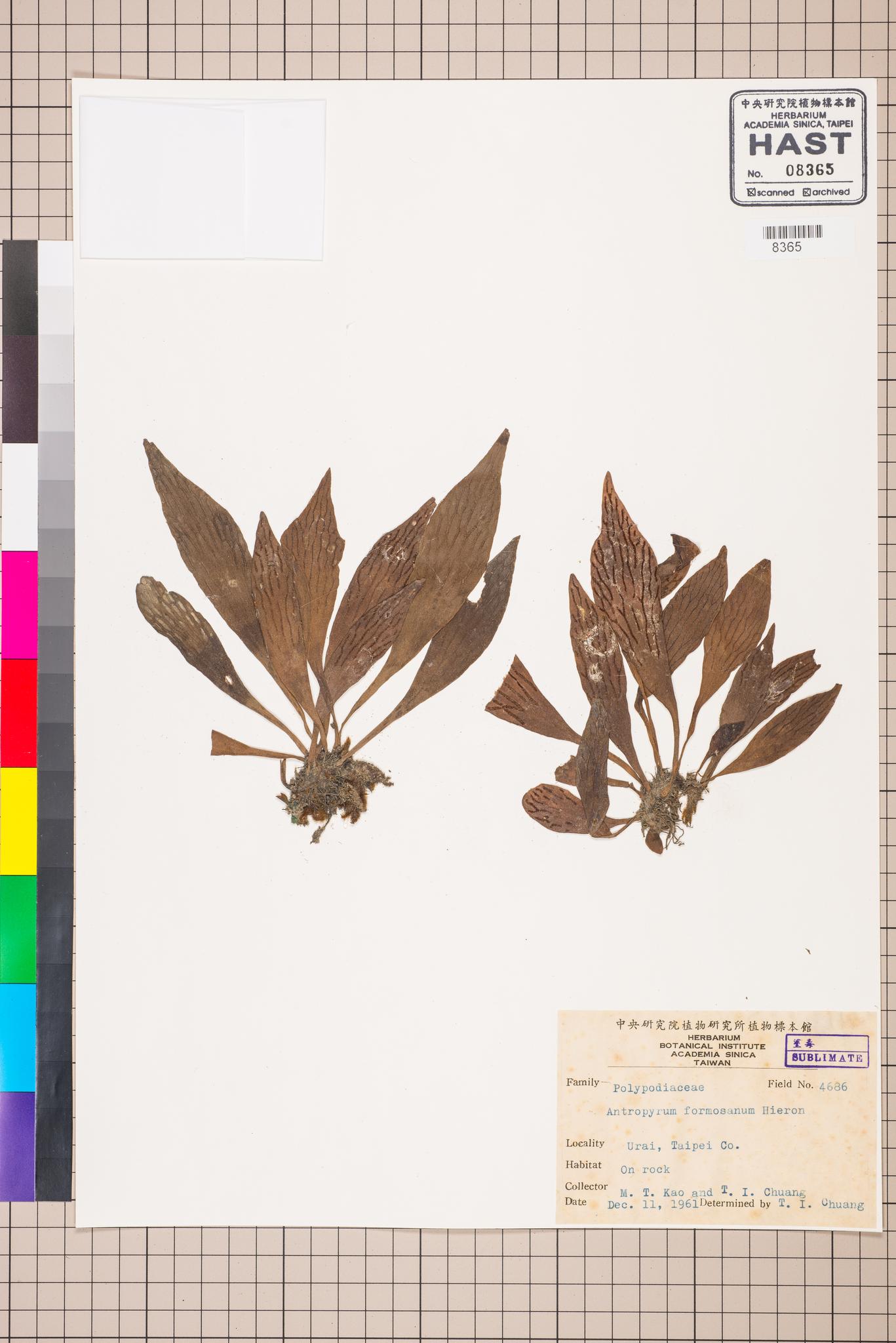 Sample image for viewer