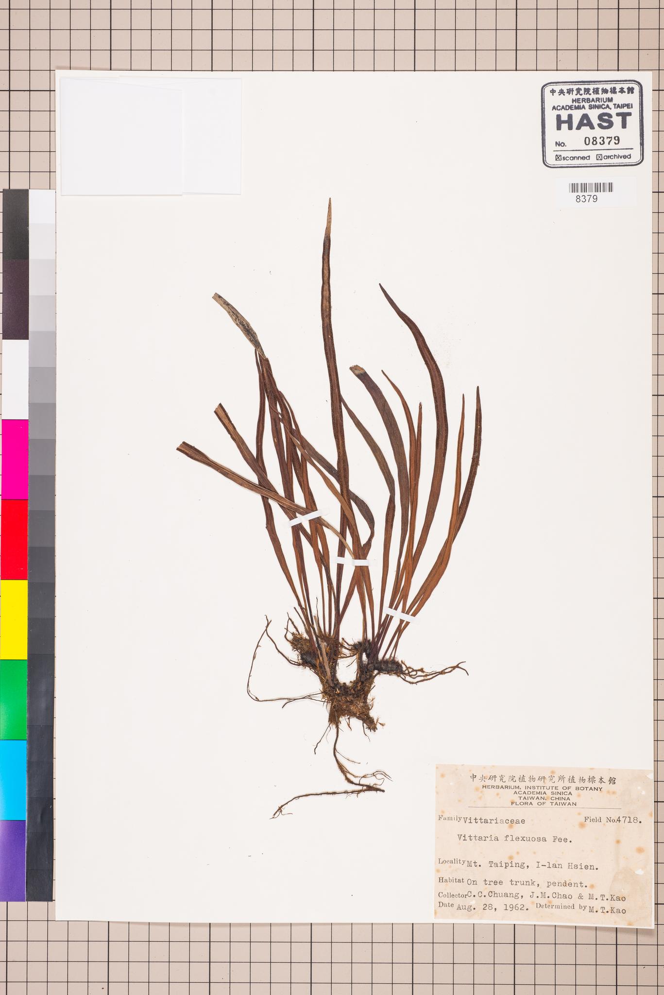 Sample image for viewer