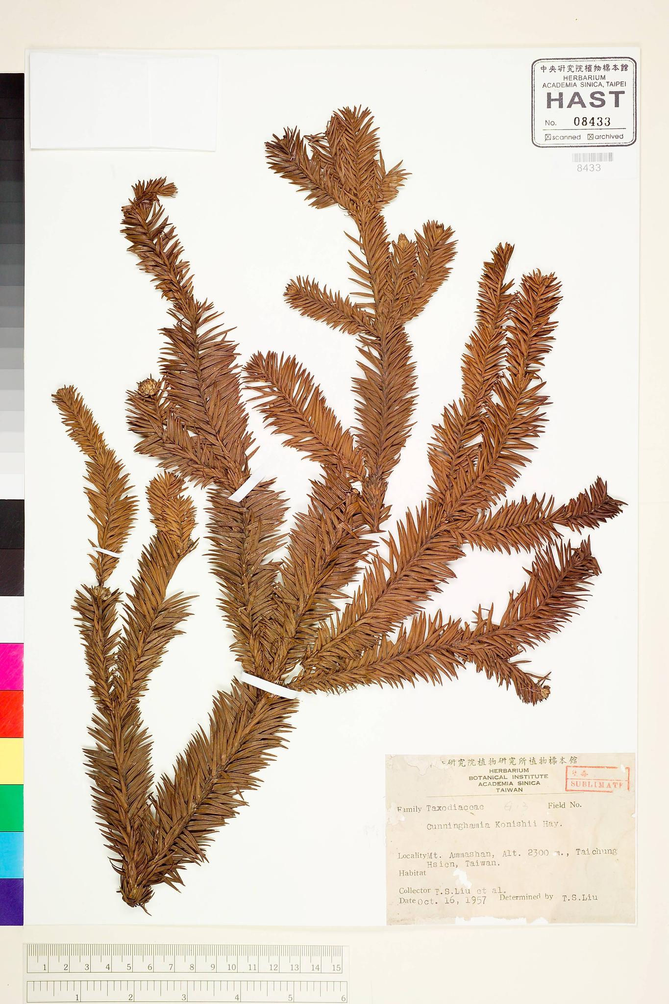 Sample image for viewer