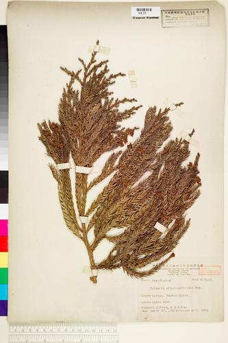 Taiwania cryptomerioides Hayata
