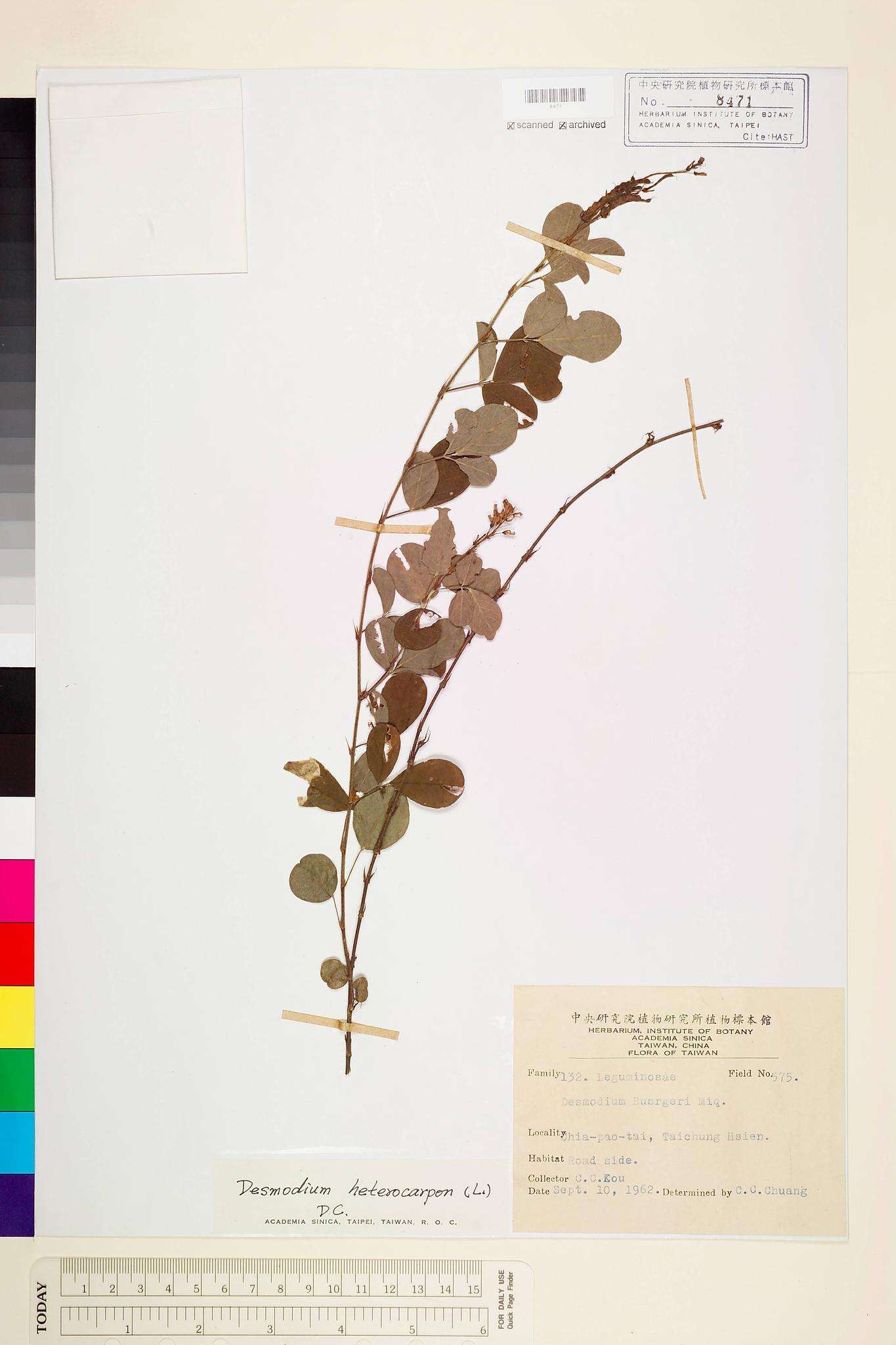 Sample image for viewer