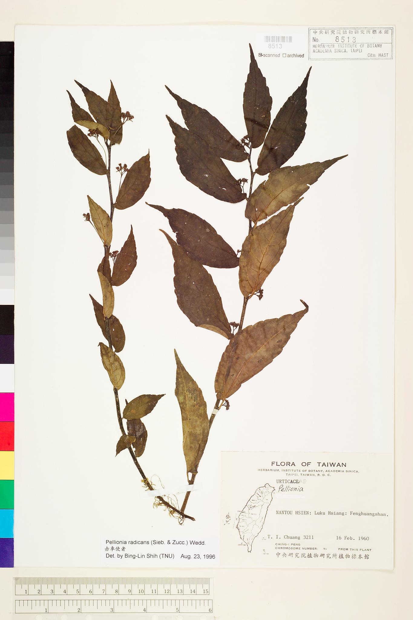 Sample image for viewer