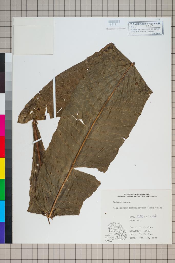 <Unit #92235 Chen, Y. F. |  | 13612:: | Microsorum membranaceum (D. Don) Ching>