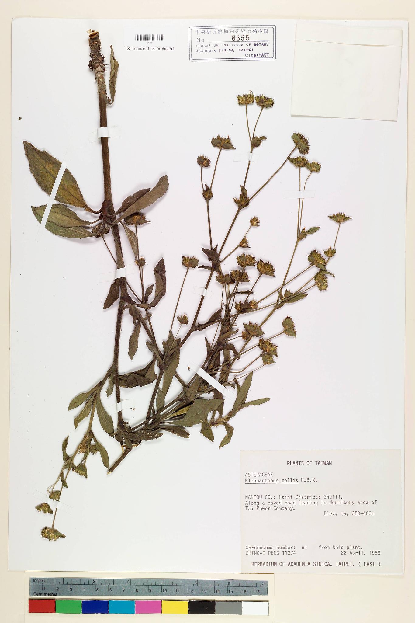 Sample image for viewer