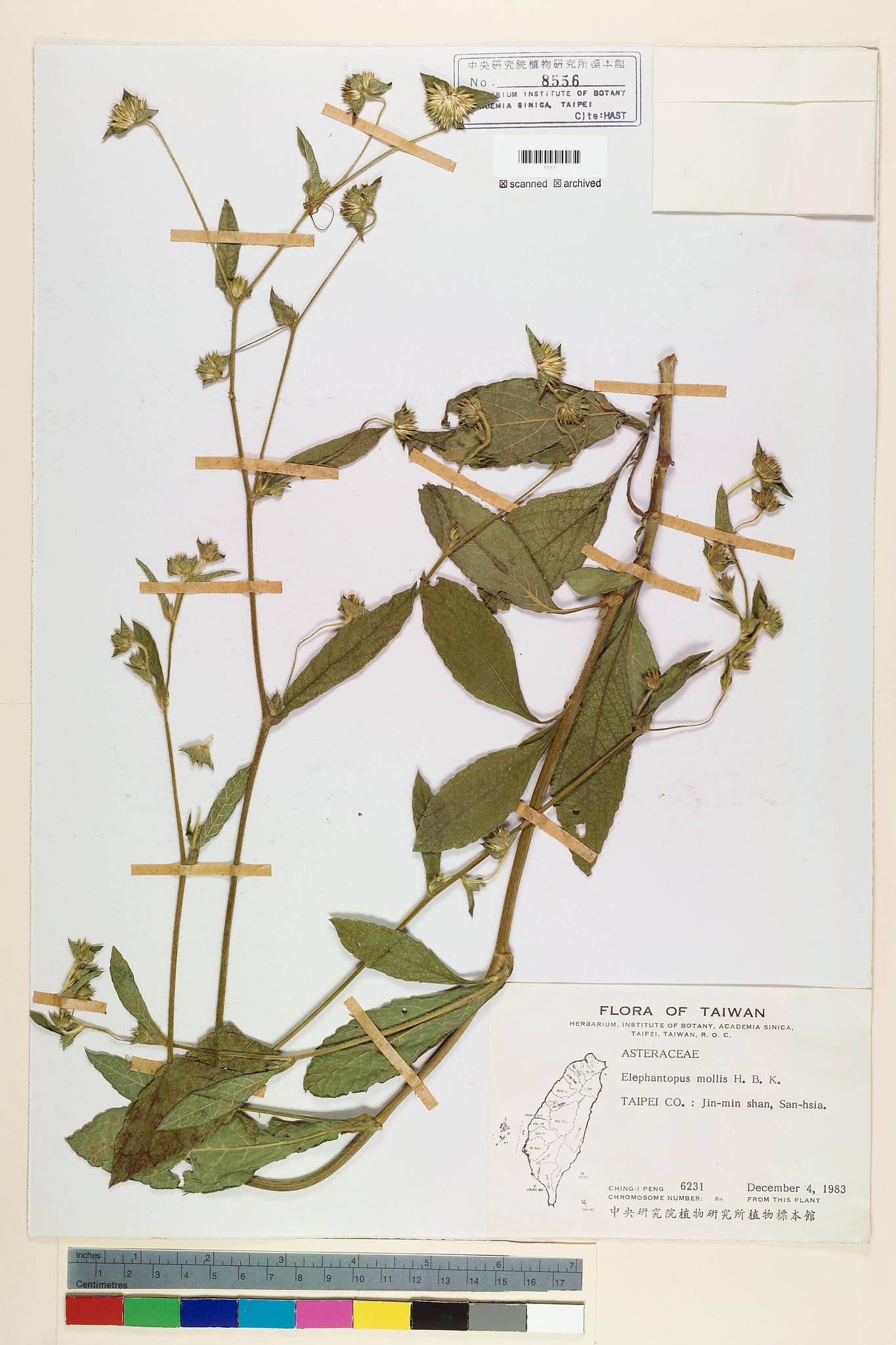 Sample image for viewer