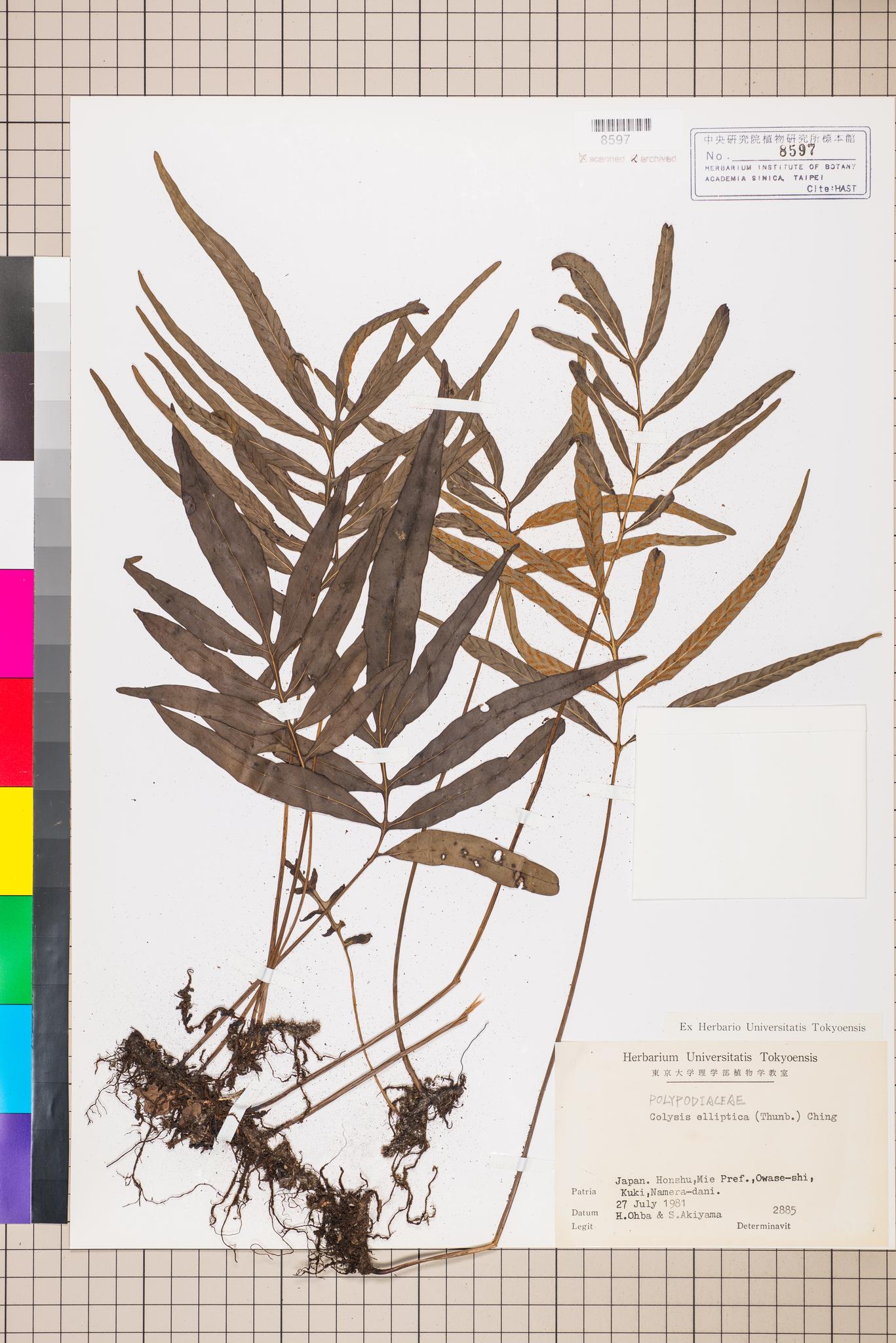 Sample image for viewer