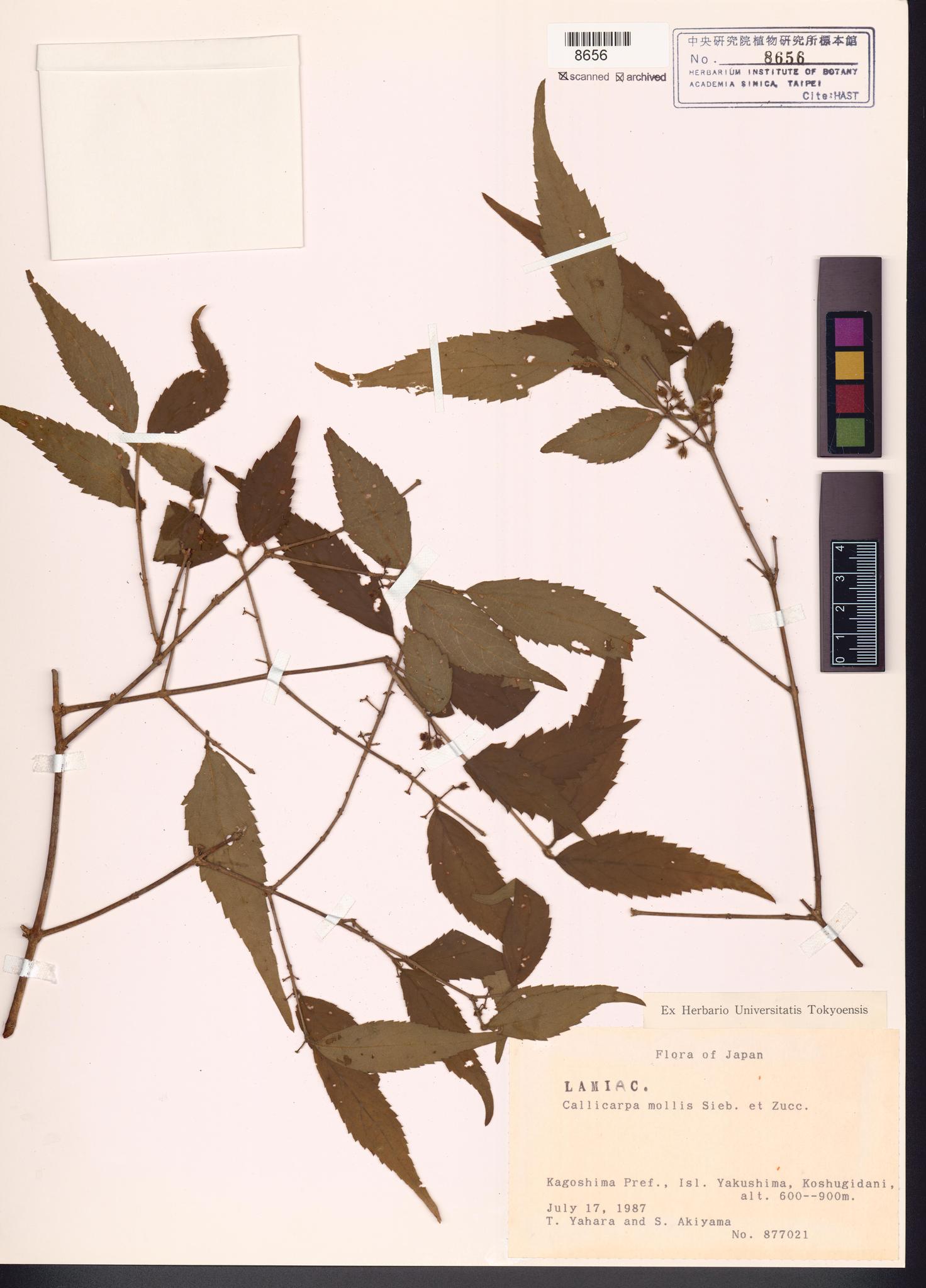 Sample image for viewer