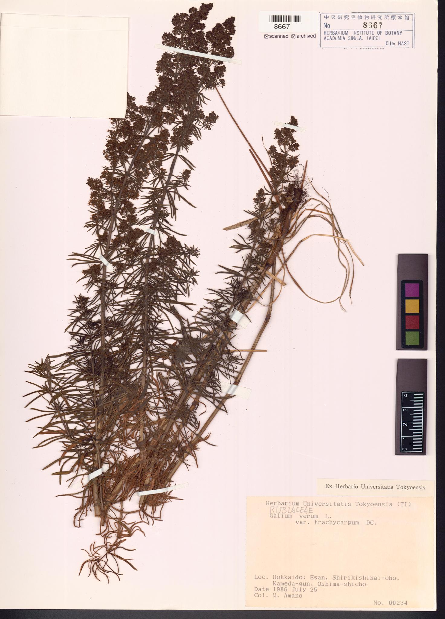 Sample image for viewer