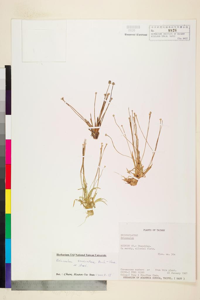 <Unit #18815 Peng, Ching-I | 彭鏡毅 | 10390:: | Eriocaulon truncatum Buch.-Ham. ex Mart.>