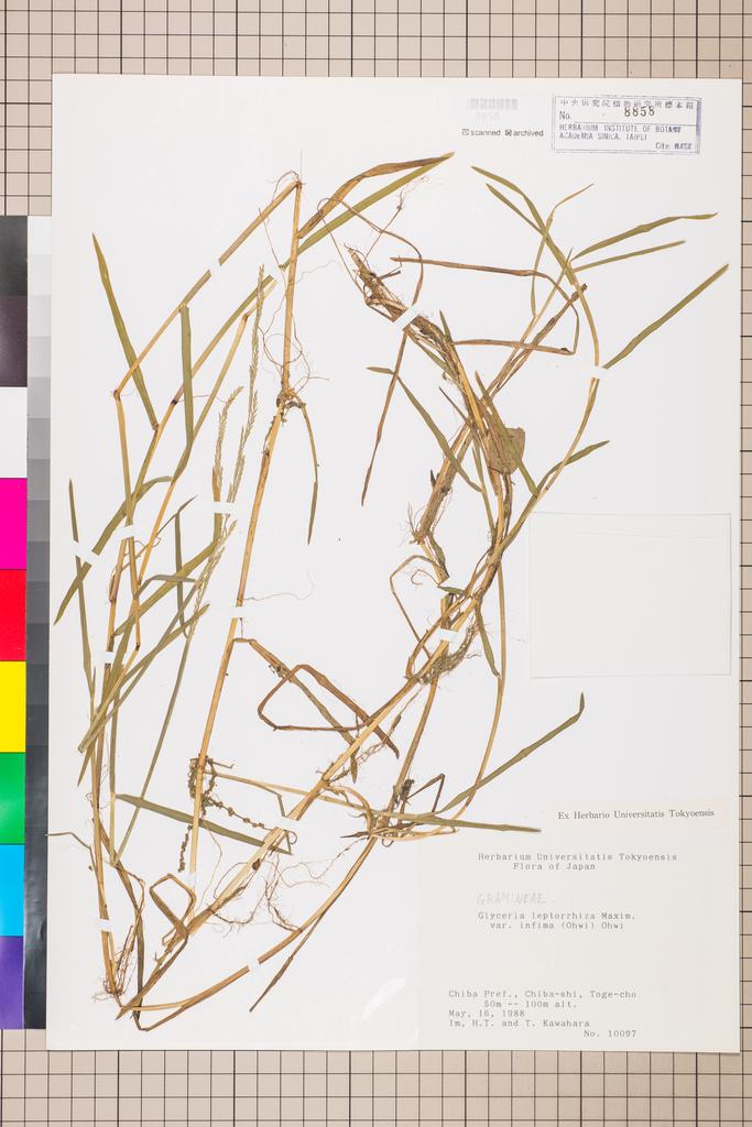 <Unit #110917  | 10097:: | Glyceria leptorhiza (Maxim.) Kom. subsp. infirma (Ohwi) T. Koyama>