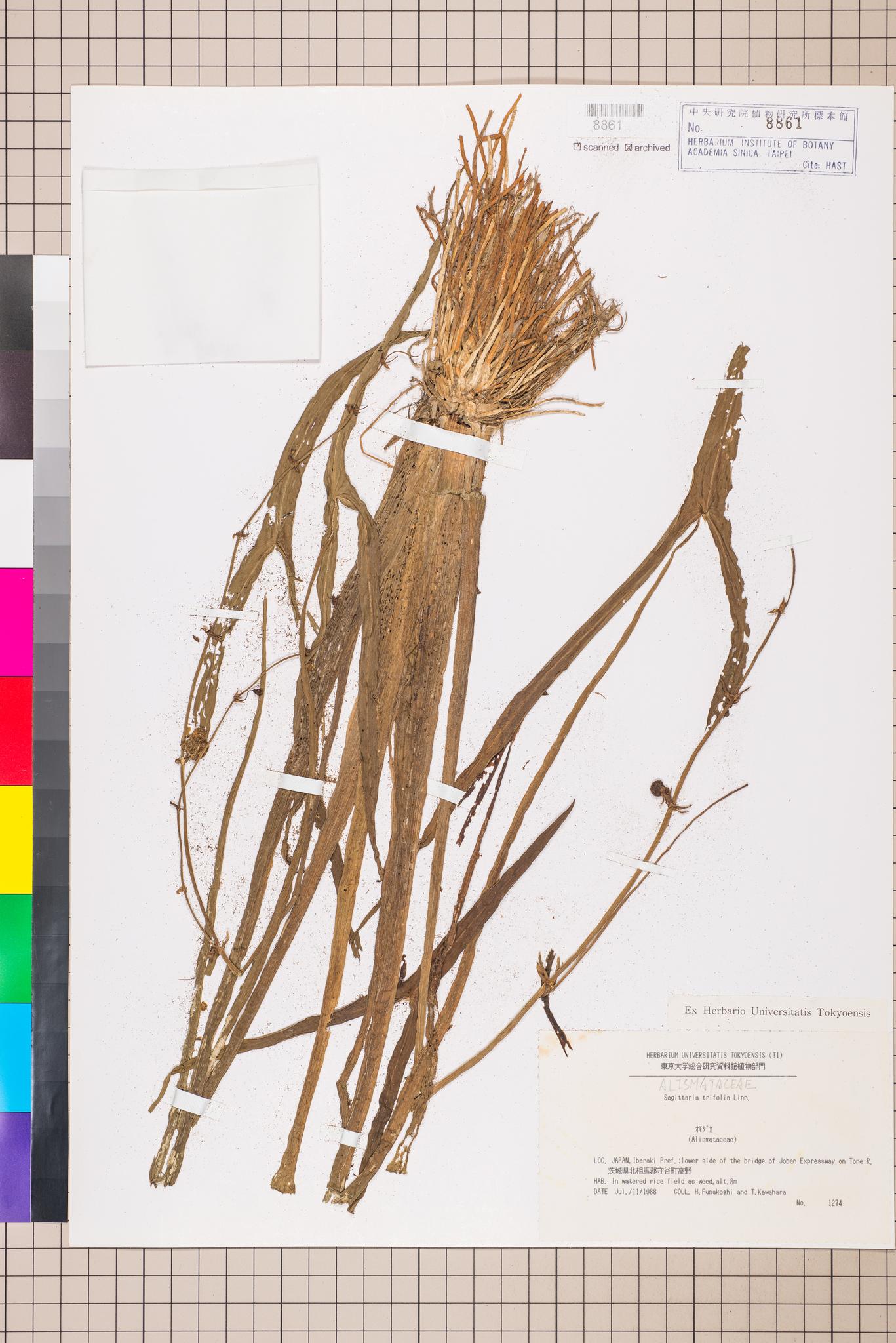 Sample image for viewer