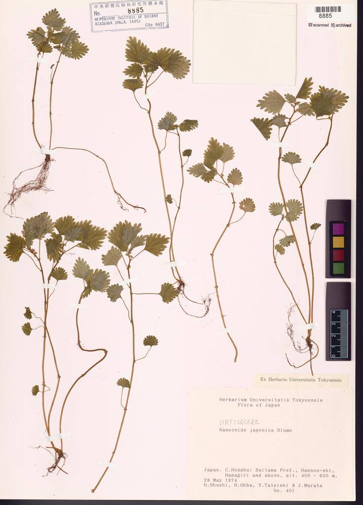 <Unit #101197 Ohashi, H. |  | 401:: | Nanocnide japonica Bl.>