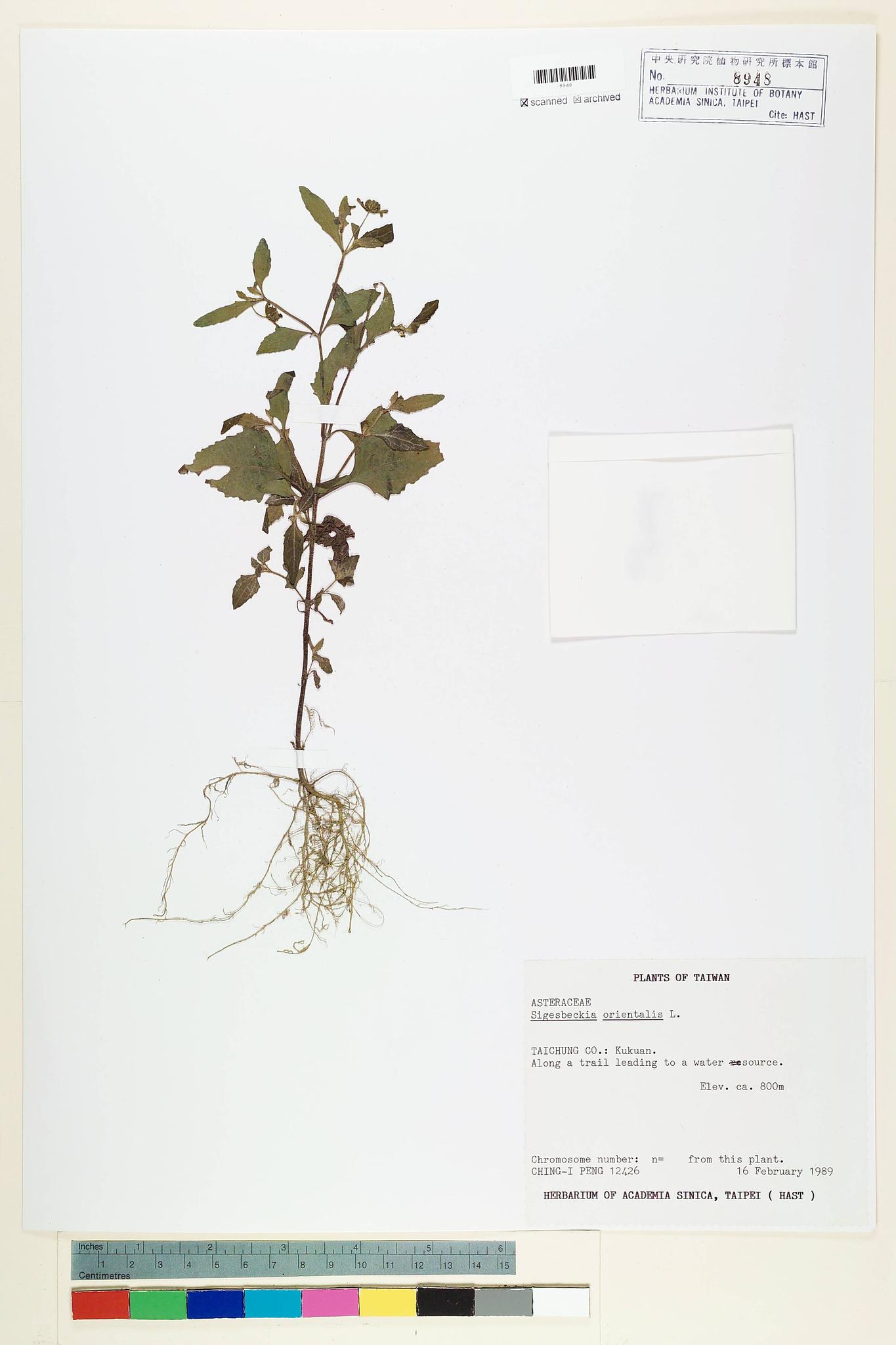 Sample image for viewer