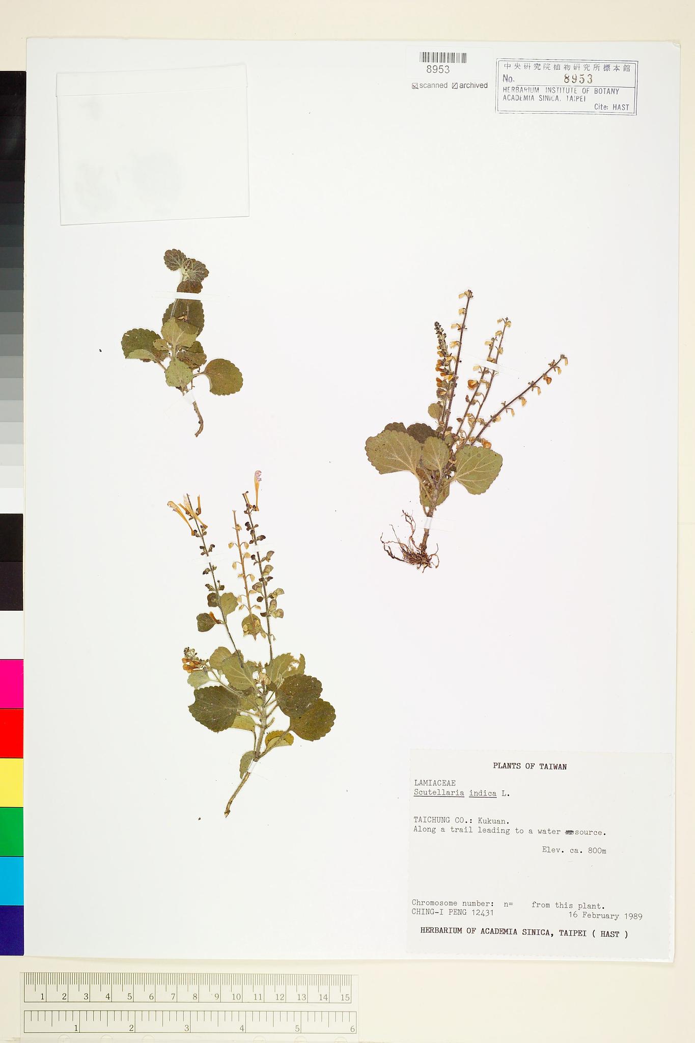 Sample image for viewer