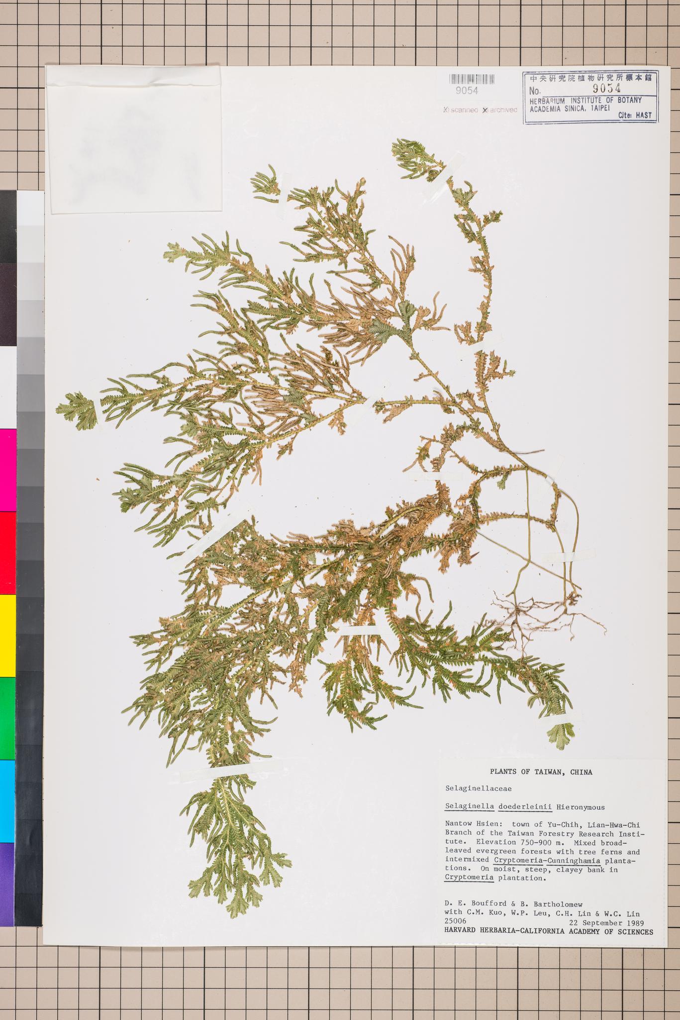 Specimen image