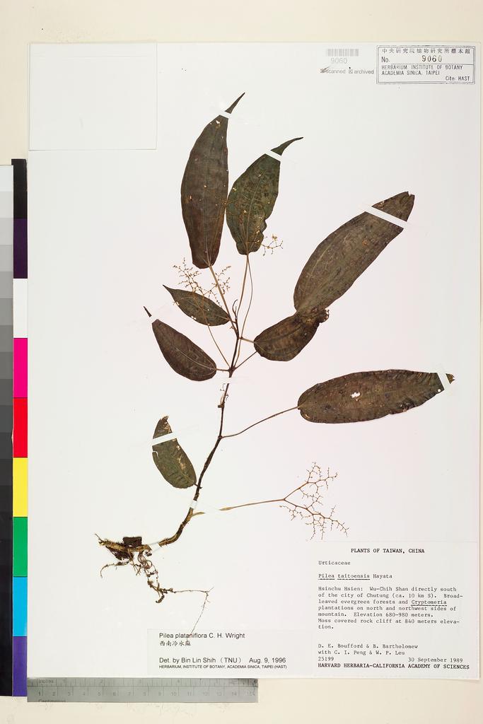 <Unit #78610 Boufford, D. E. |  | 25199:: | Pilea plataniflora C. H. Wright>