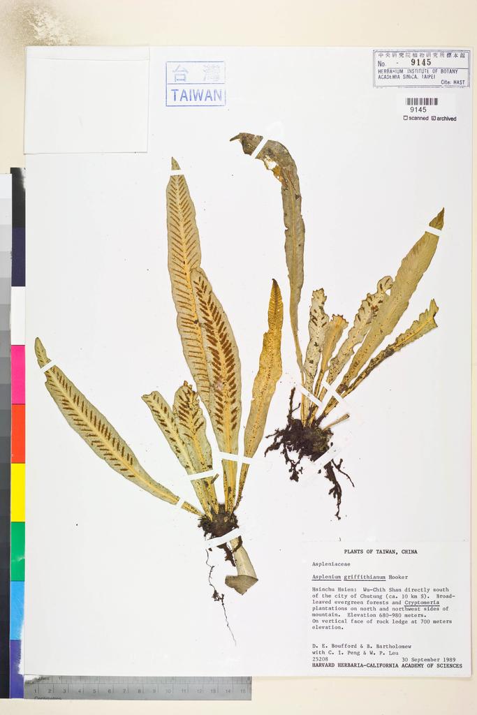 <Unit #84806 Boufford, D. E. |  | 25208:: | Asplenium griffithianum Hook.>