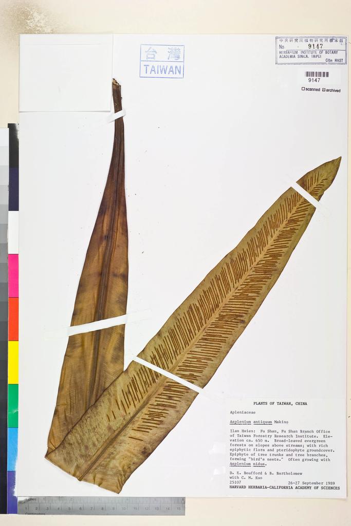 <Unit #82621 Boufford, D. E. |  | 25107:: | Asplenium antiquum Makino>